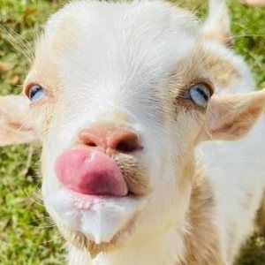 Meet your Posher, Carrie